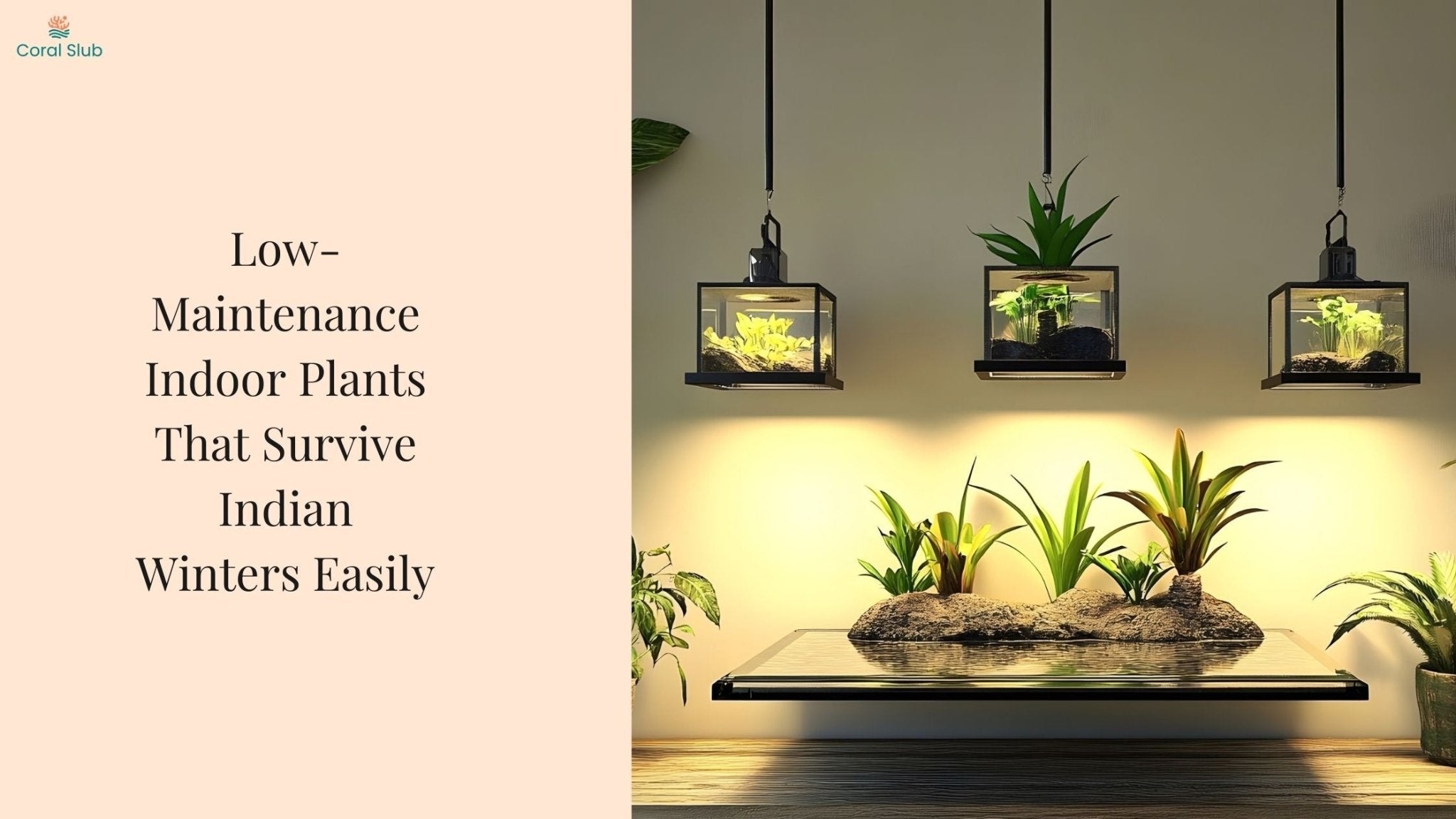 Low-Maintenance Indoor Plants That Survive Indian Winters Easily